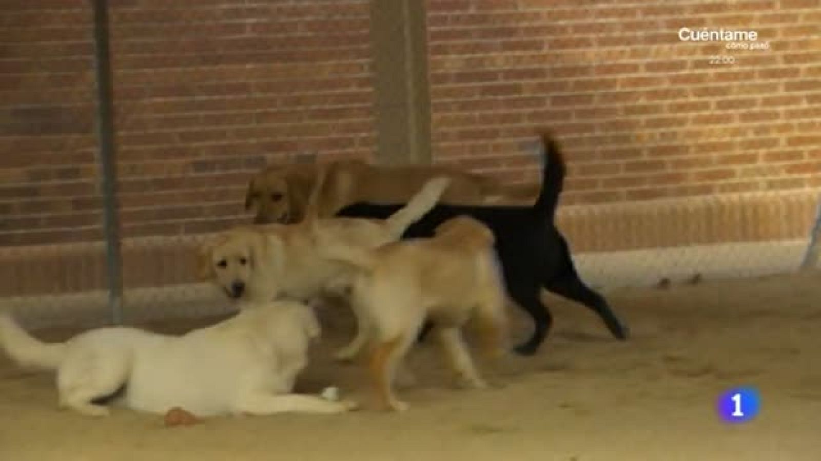 La importancia de un buen perro guía