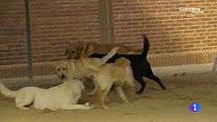 Aquí la Tierra-La importancia de un buen perro guía
