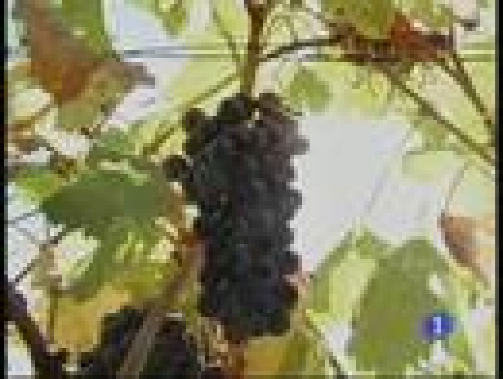 El vino realmente bueno se revaloriza un 20 % al año | Ver