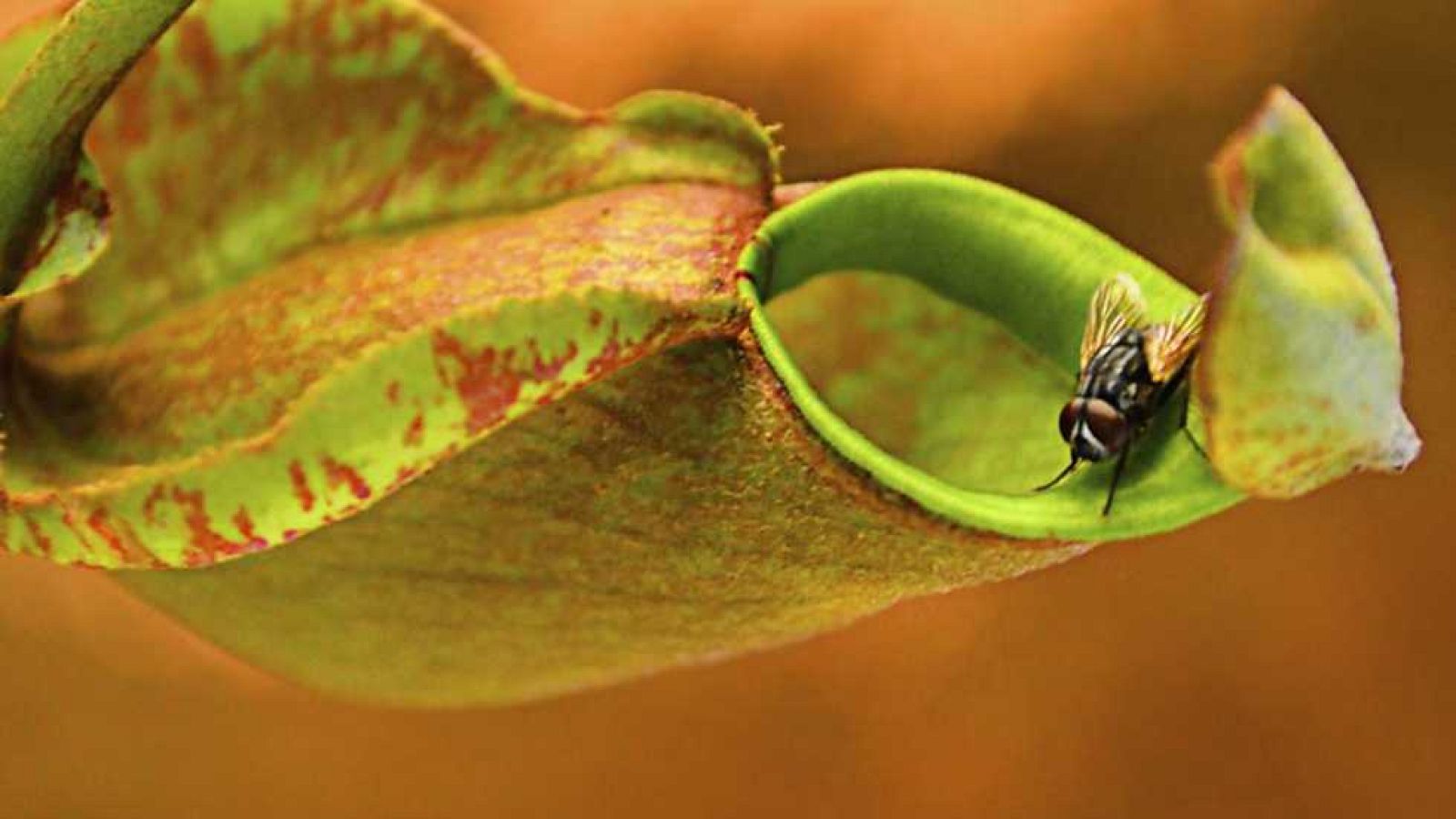 Documenta2 - El reino vegetal: Los secretos del reino vegetal - Ver ahora