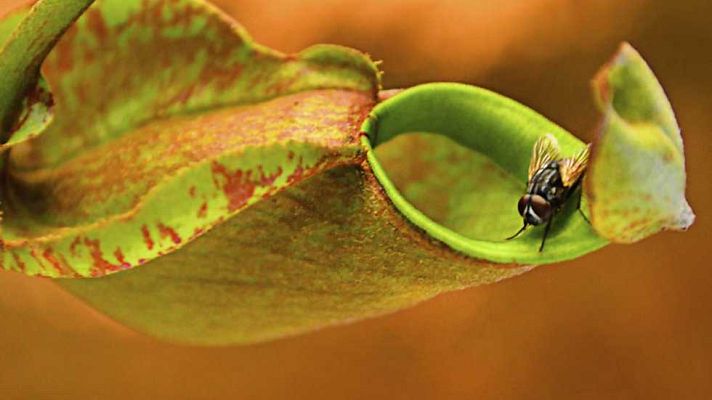 Documenta2 - El reino vegetal: Los secretos del reino vegetal