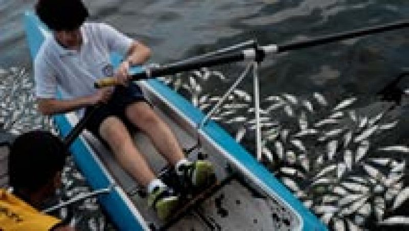 El misterio de los peces muertos ensombrece Río 2016