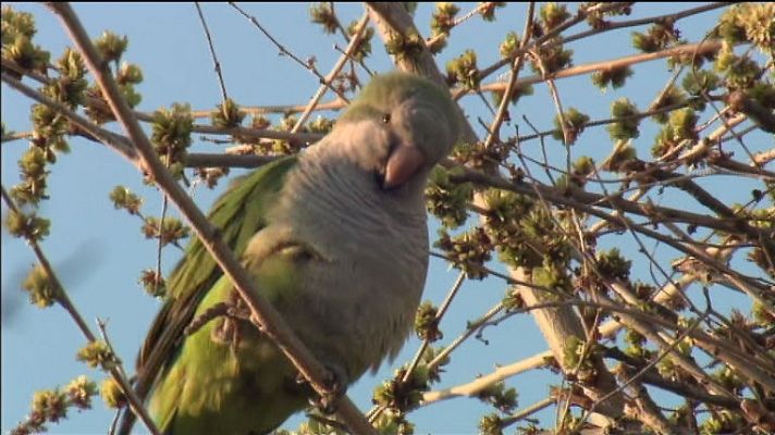 La aventura del Saber - A contar cotorras.