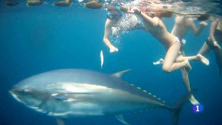 Aquí la Tierra - ¿Te vienes a nadar entre atunes?