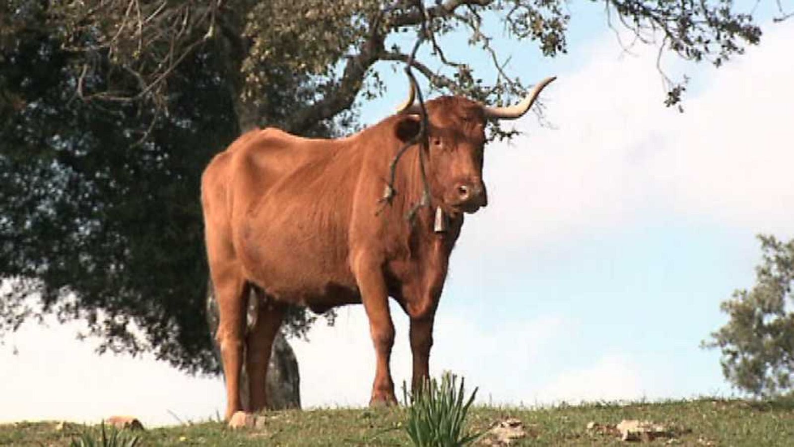 La aventura del saber - 23/04/15 - ver ahora