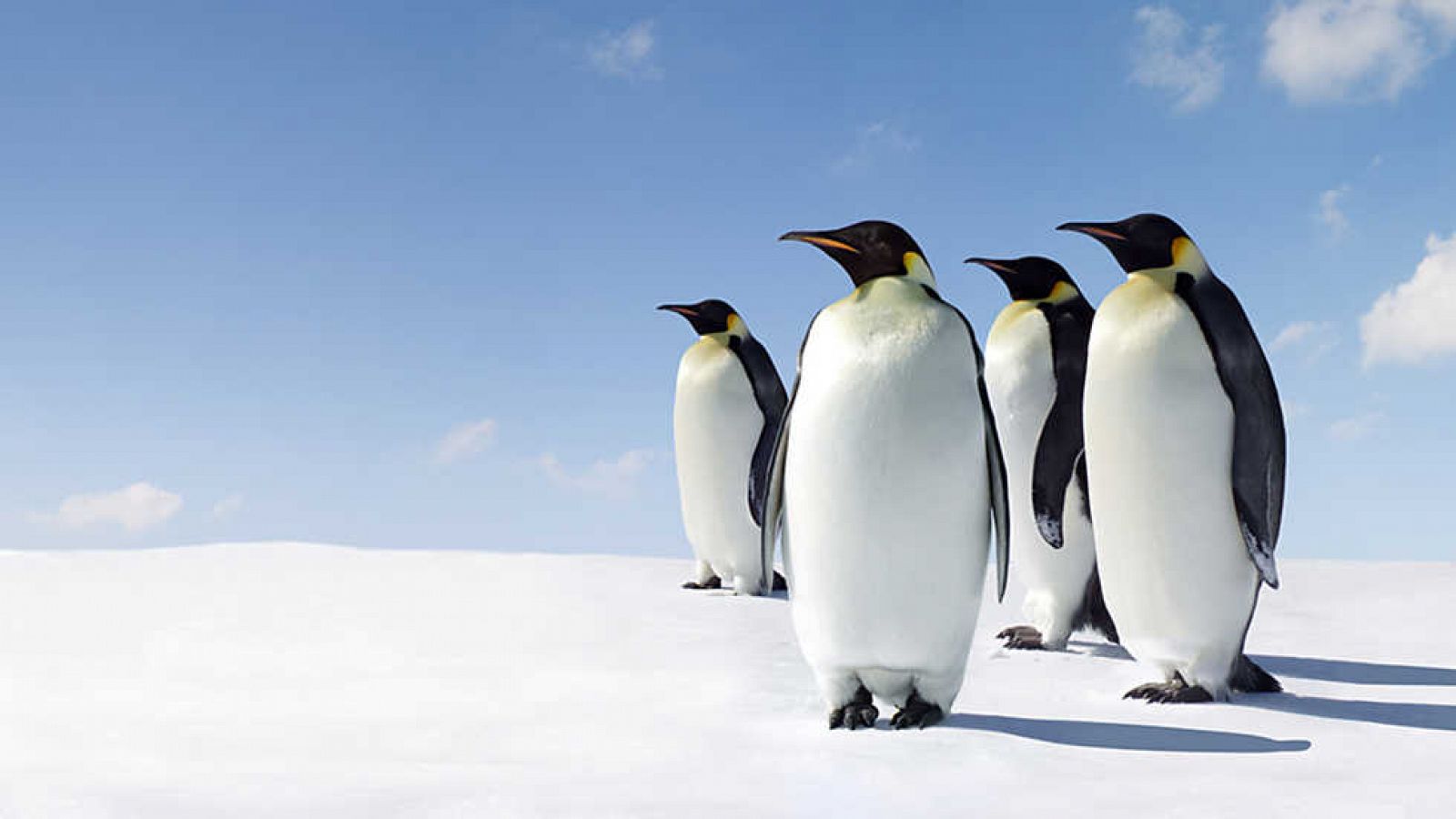 Grandes documentales - Vida de un pingüino