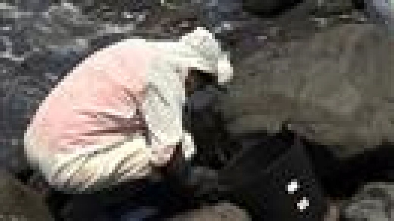 Canarias en 2' - 24/04/15 | Ver