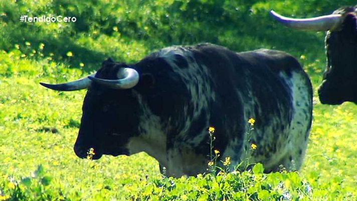 Tendido cero - Tendido Cero - 25/04/15