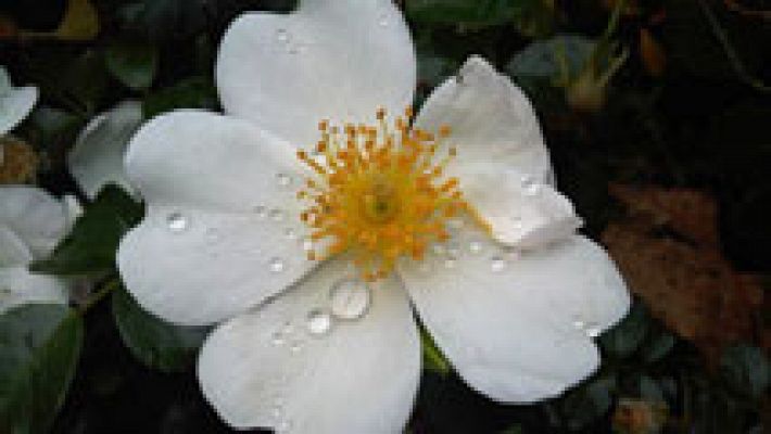 El tiempo - Lluvias en los litorales de Galicia y Asturias