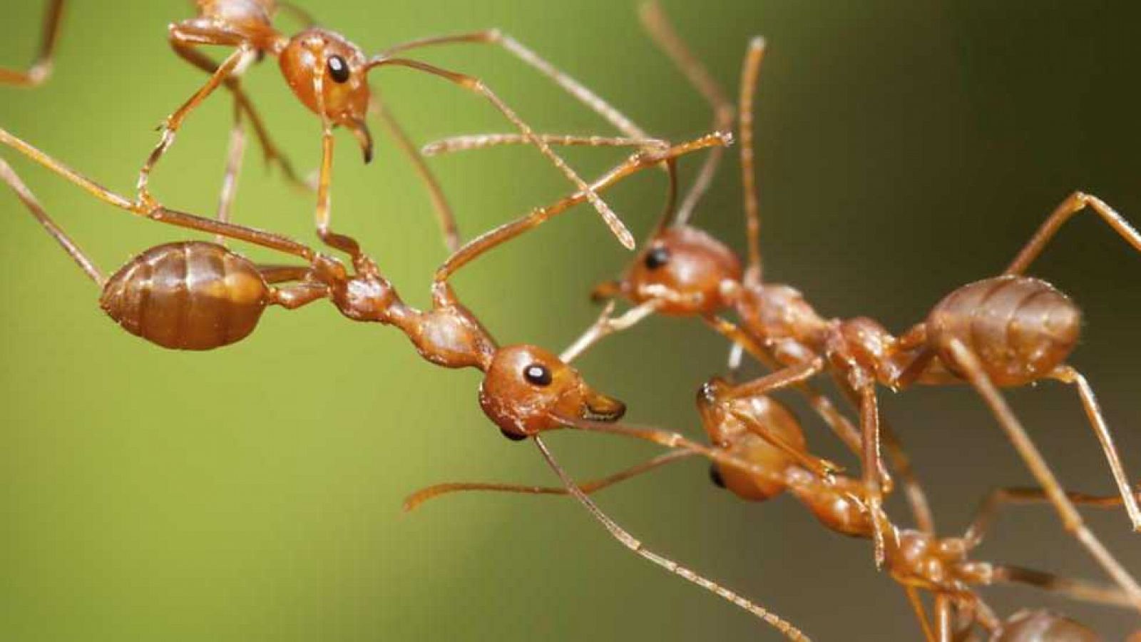 Grandes documentales - Ciudad de hormigas