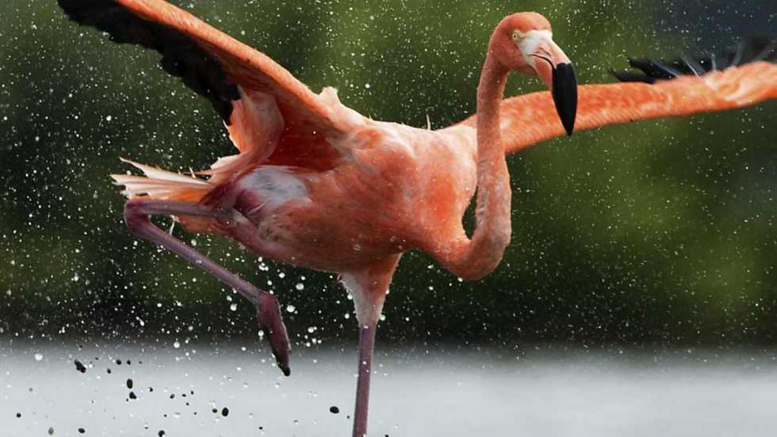 Grandes documentales - Cuba: paraíso por casualidad - Ver ahora