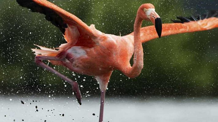 Grandes documentales - Cuba: paraíso por casualidad