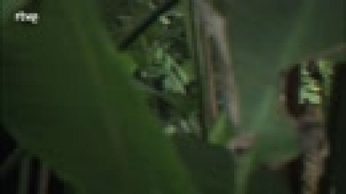 Aquí la Tierra - Juan de la Jungla