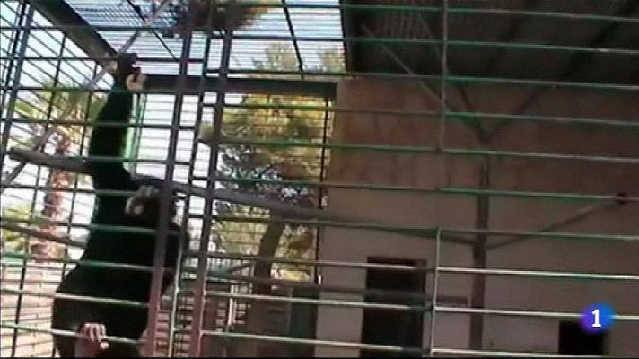 Telediario 1 - Continúa la búsqueda del chimpancé Adán, tres días fugado del zoo de Mallorca