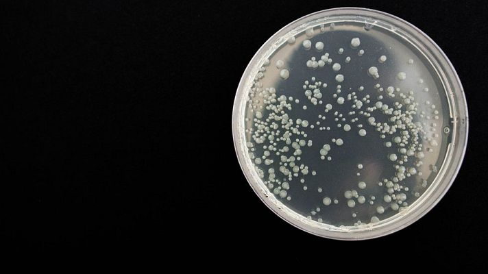 Telediario 1 - Células madres para crear tejidos y órganos humanos