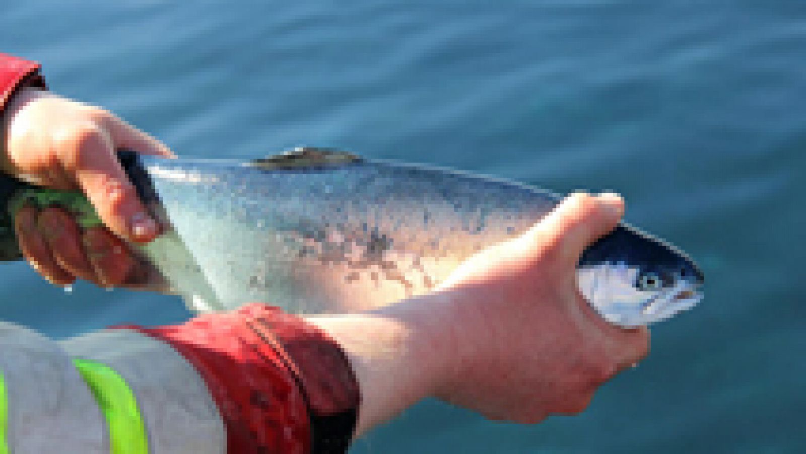 Trucha fresca desde los fiordos noruegos