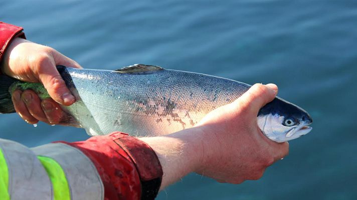 Aquí la Tierra - Trucha fresca desde los fiordos noruegos