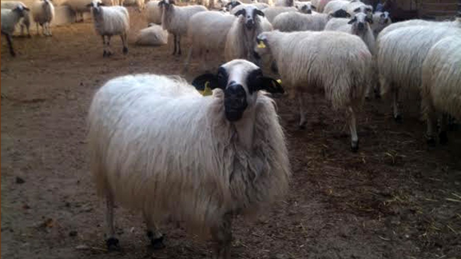 Queso de simpáticas ovejitas churras