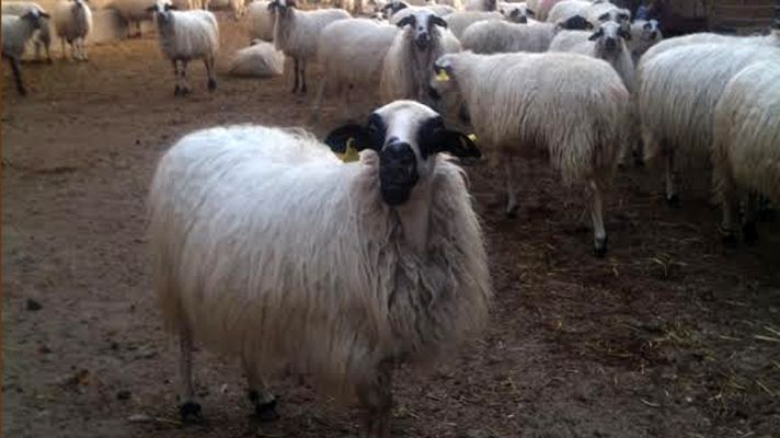 Aquí la Tierra - Queso de simpáticas ovejitas churras