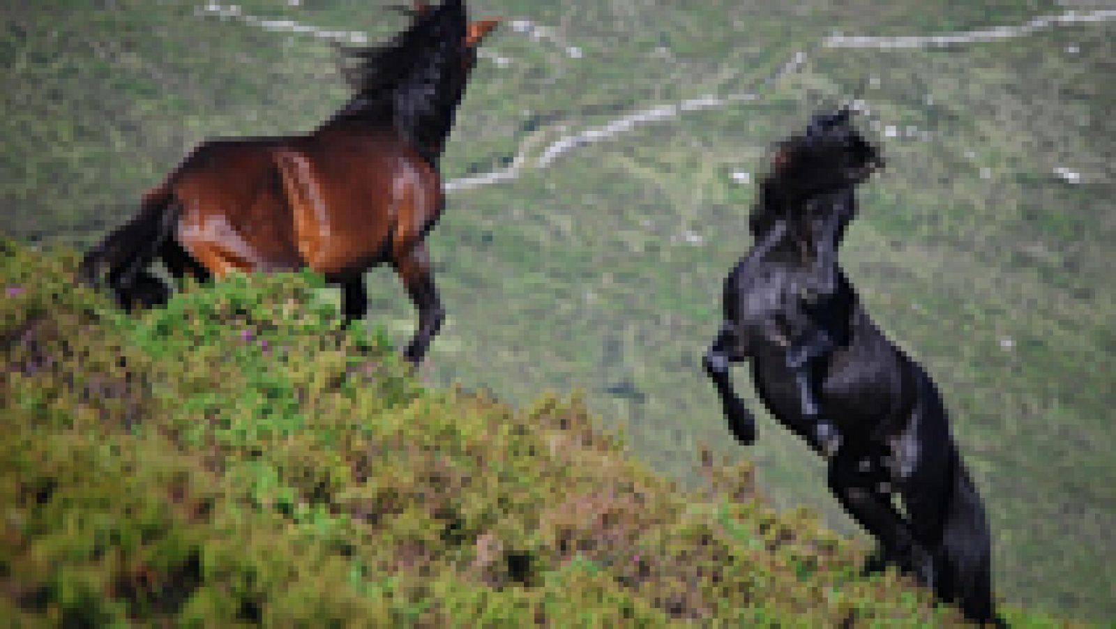 Maravillosos caballos asturcones