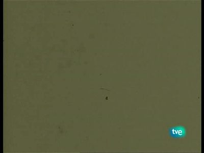 La mandrágora - 11/10/08