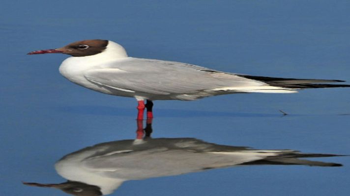 Telediario 1 - Diez millones de aves mueren cada año