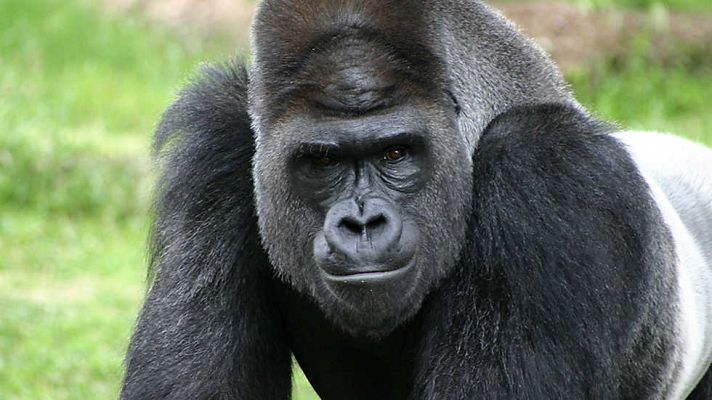 Grandes documentales - El reino de los simios: Duelo de reyes