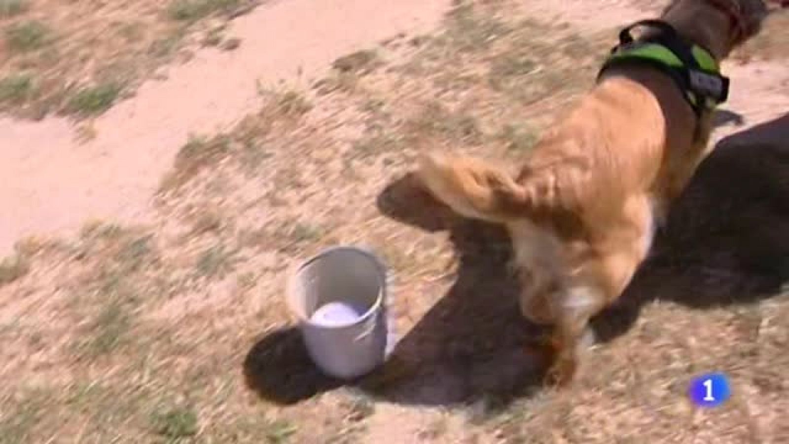 Telediario 1: Adiestrar perros para que detecten el cáncer con el olfato | RTVE Play