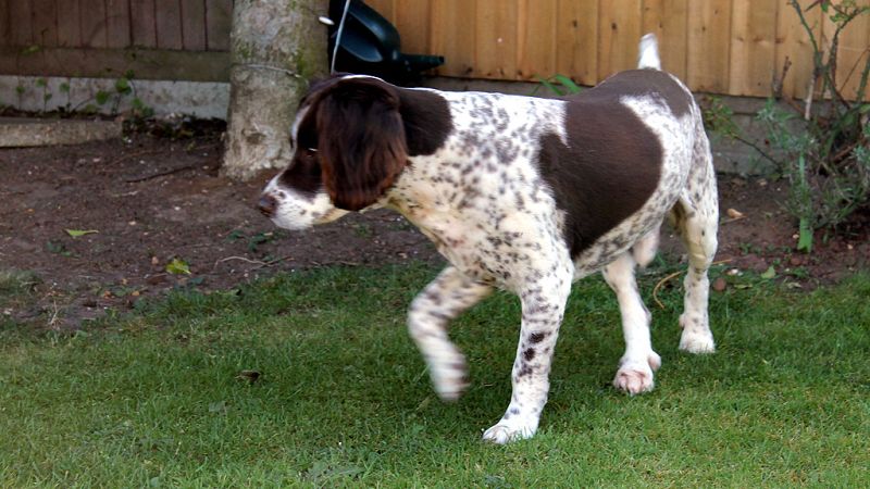 Adiestrar perros para que detecten el cáncer con el olfato