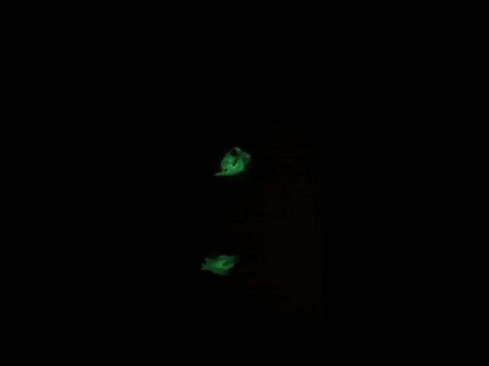 VII Concurso de Cortos RNE - Anima II - Ver ahora