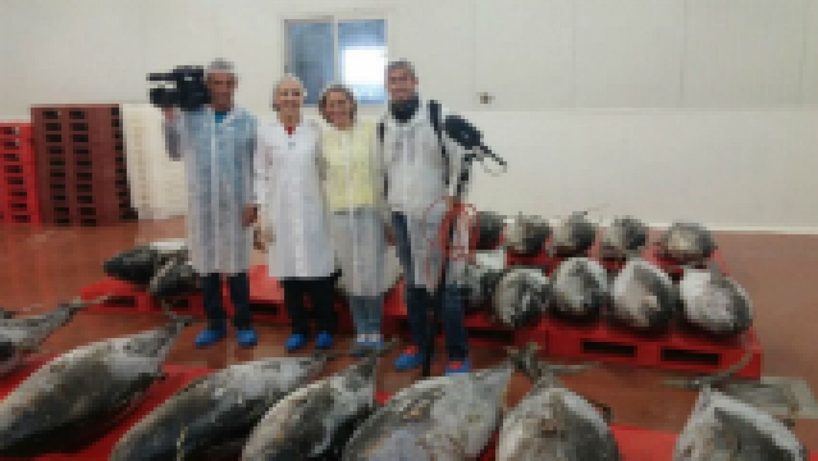Aprovechando el "cerdo del mar", el atún.