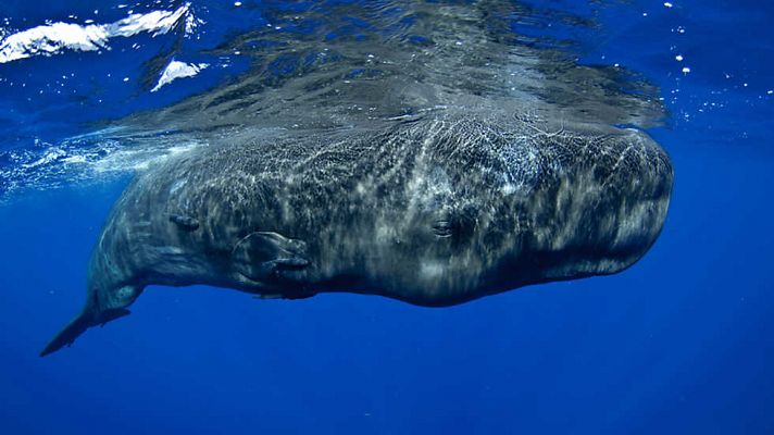 Las profundidades oceánicas: Las profundidaes marinas