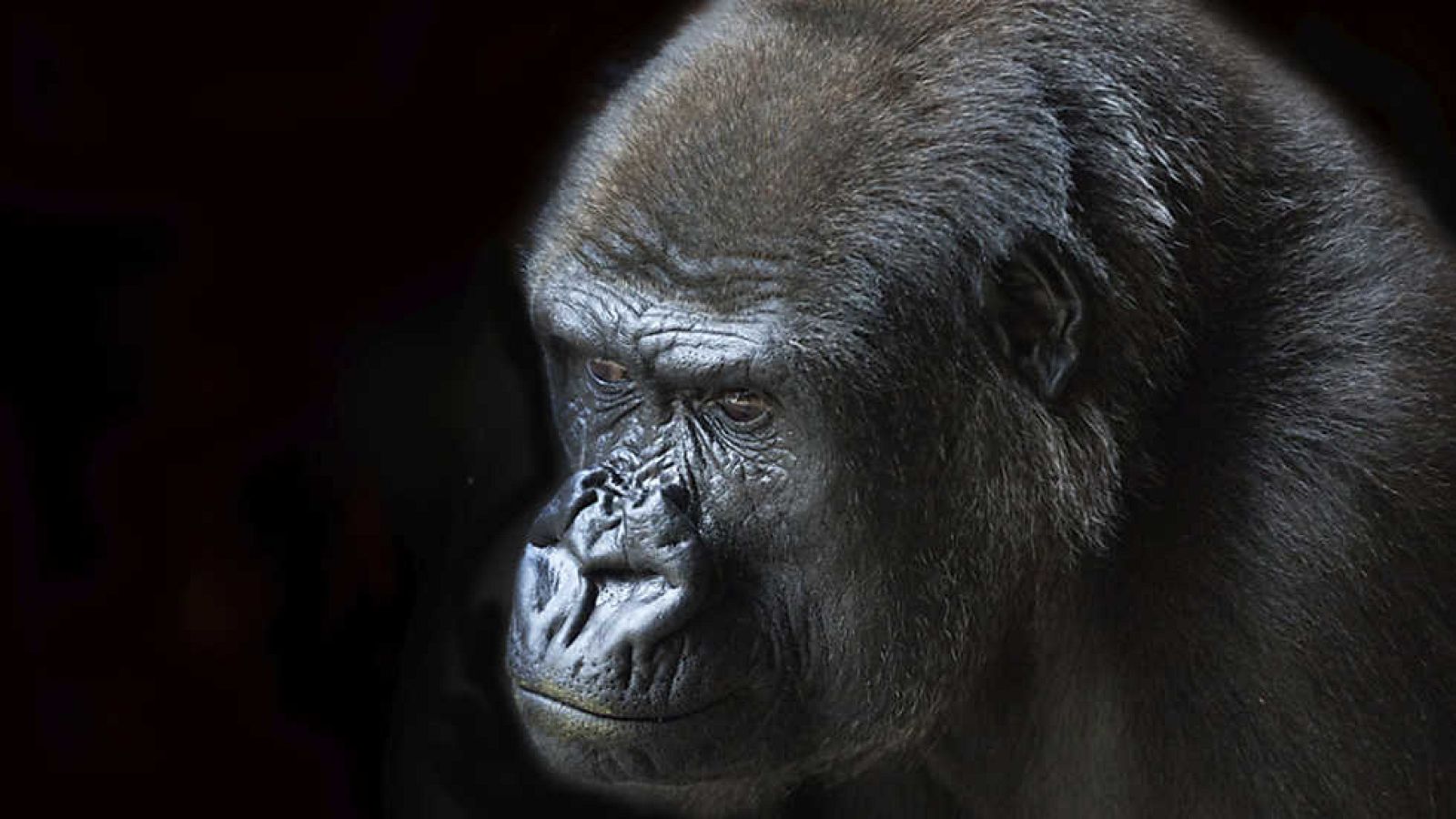 Grandes documentales - El reino de los simios: Hermano contra hermano - ver ahora