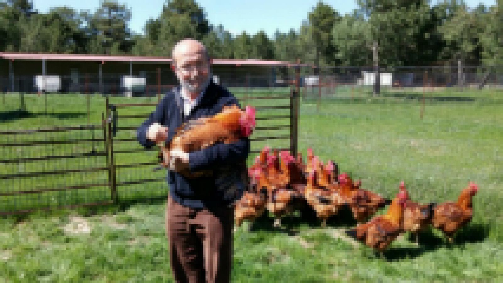 Pollos ecológicos felices