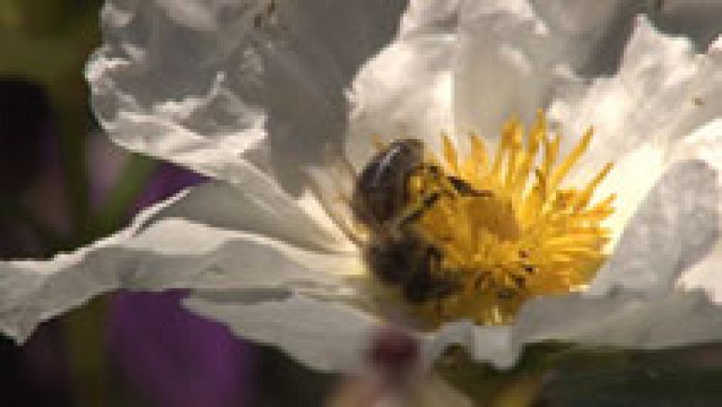 Un hombre en estado grave tras ser acribillado por medio millar de abejas en un pueblo de Salamanca