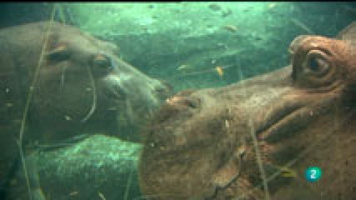 La aventura del Saber - Bioparc Valencia