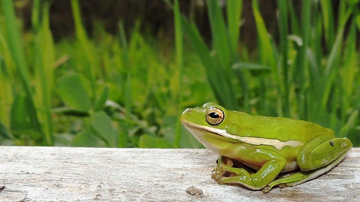Grandes documentales - Pantanos de Estados Unidos: La cuenca del río Atchafalaya