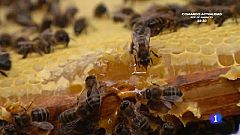 Aquí la Tierra-En defensa de las abejas