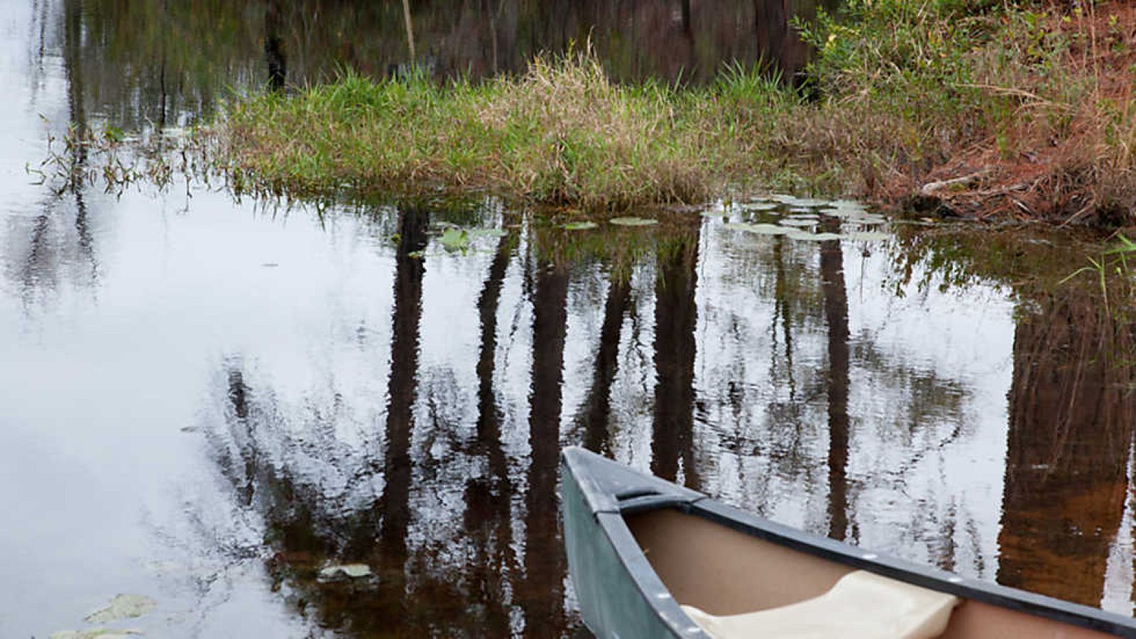 Grandes documentales - Pantanos de Estados Unidos: Okefenokee, el pantano de aguas negras - Ver ahora