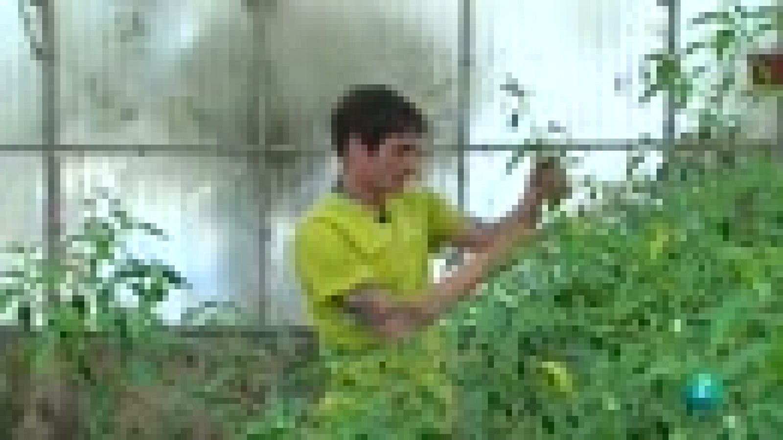 Agrosfera: Cultivo del chile en Lanzarote | RTVE Play