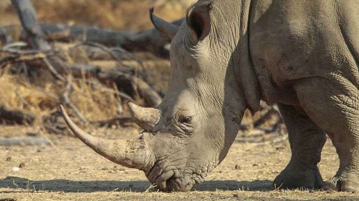Salvando al rinoceronte