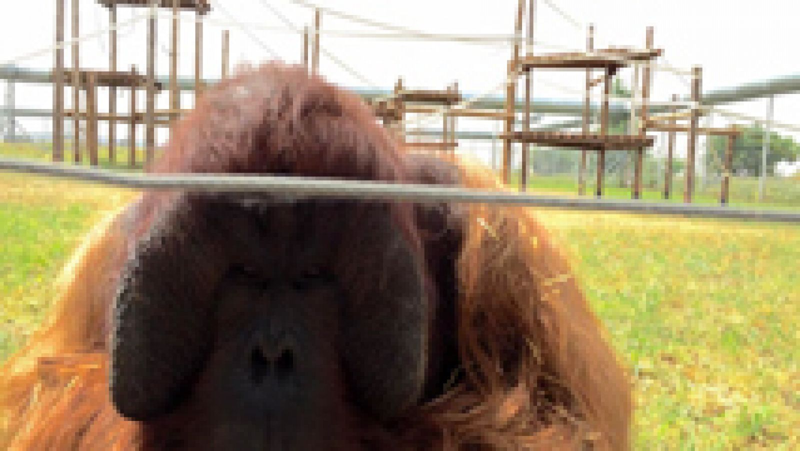 Aquí la Tierra: La segunda oportunidad de estos primates tan "monos" | RTVE Play