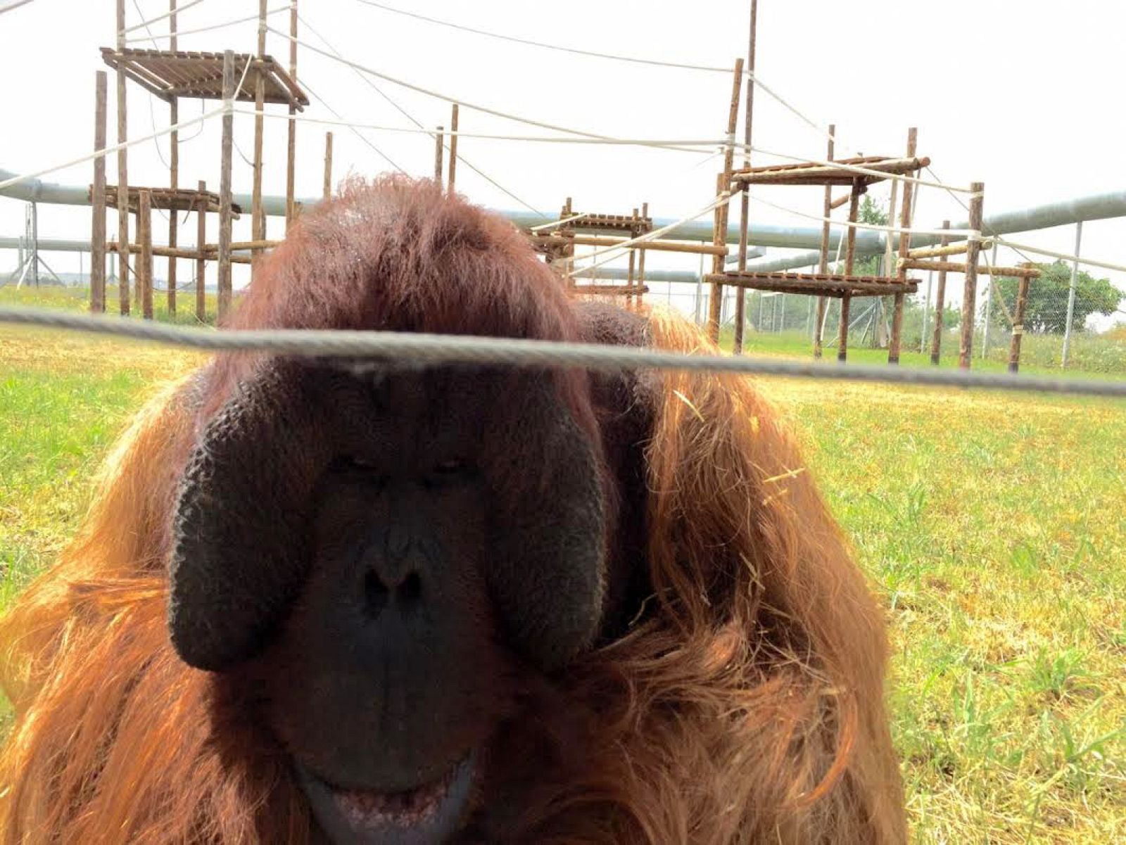 La segunda oportunidad de estos primates tan "monos"