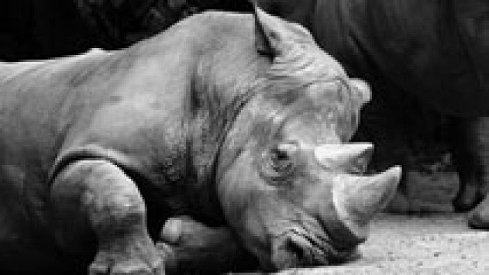 Rinocerontes al borde de la extinción por culpa de cazadores