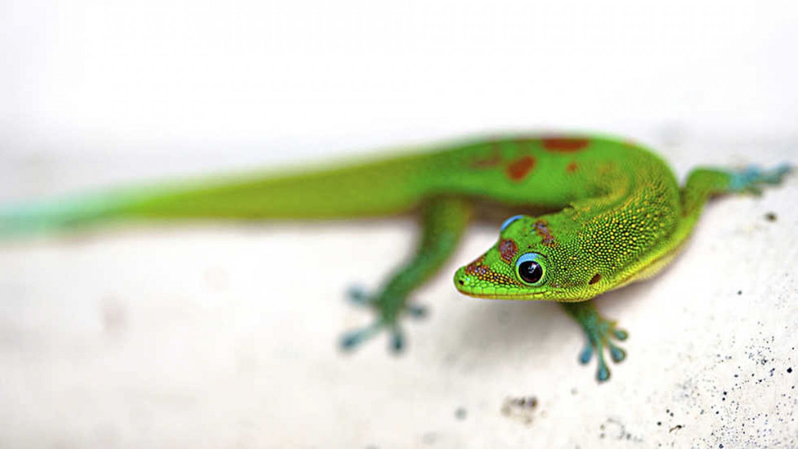 Grandes documentales - Hawaii Salvaje: Secretos de las profundidades - ver ahora