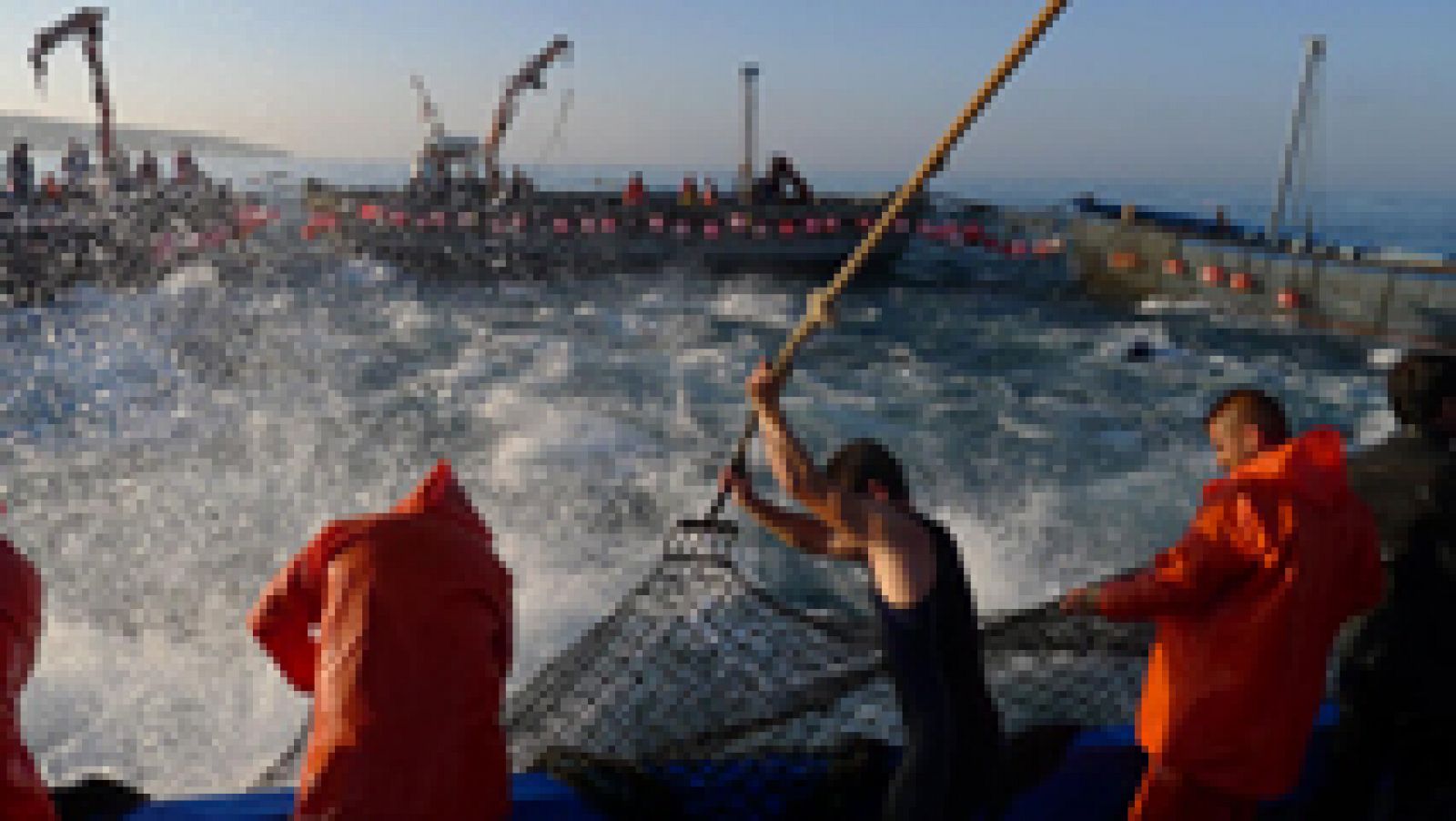 Aquí la Tierra: Impresionante levantá de los atunes | RTVE Play