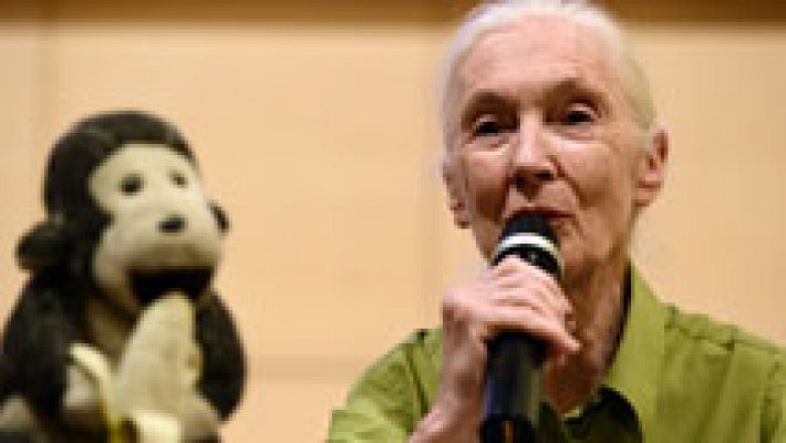 Telediario 1 - Jane Goodall en Madrid