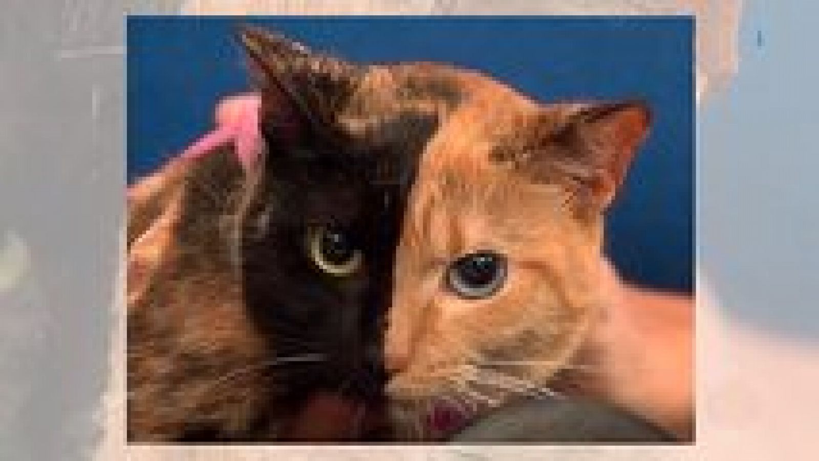 Aquí la Tierra - 29/05/15 - ver ahora