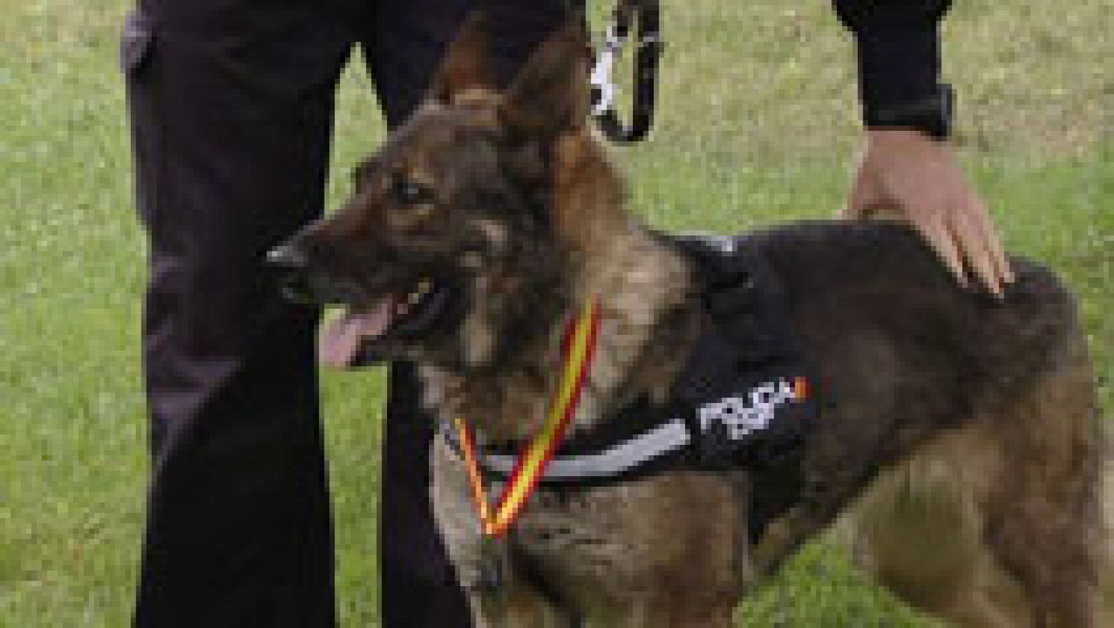 Telediario 1: Nena, la mejor perra rastreadora de la policía | RTVE Play