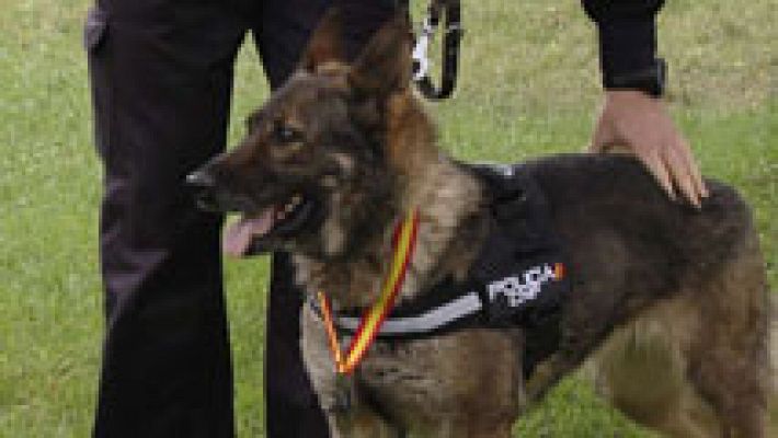 Nena, la mejor perra rastreadora de la policía